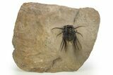 Beautiful, Spiny Dicranurus Trilobite - Excellent Preparation #312740-1